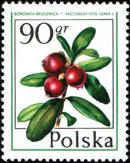 Марки 50gr 90gr Польша 1977 год Лесные ягоды