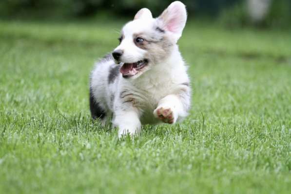 Вельш корги кардиган-мальчик в Москве фото 6