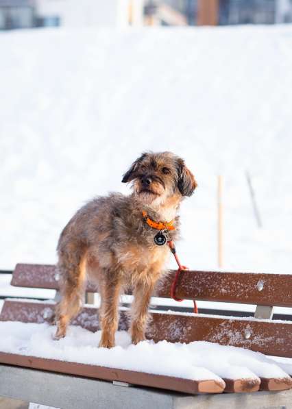 Редкой внешности собачка ищет дом в Санкт-Петербурге фото 10