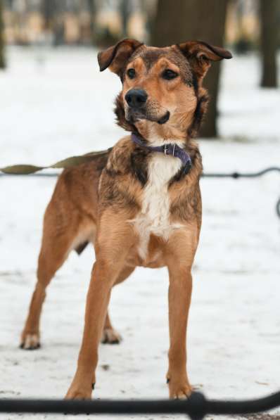 Очаровательная собачка компактного размера в Санкт-Петербурге фото 50