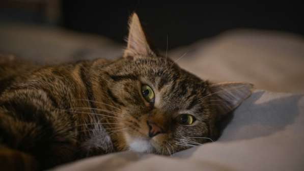 Вальяжный Боб в Москве фото 34