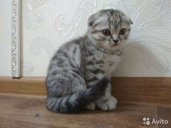 Котята вислоухие и прямоухие в Костроме фото 3