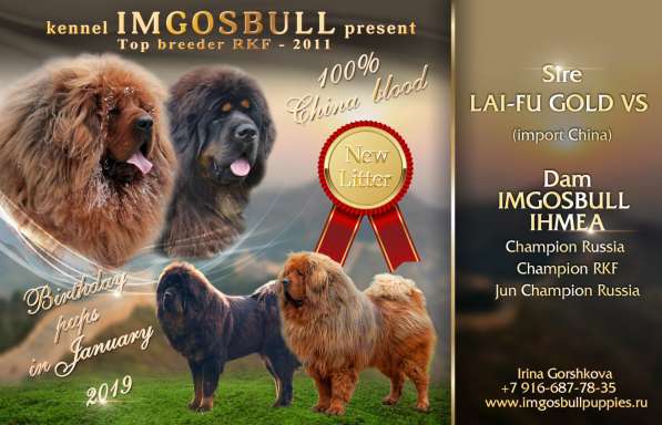 Щенки Тибетского мастифа. 100 Китай в Дмитрове фото 8