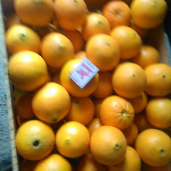 Апельсины Абхазские оптом в 