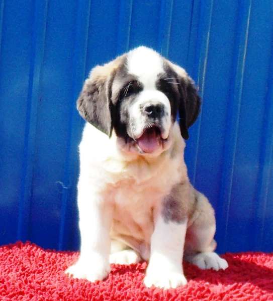Sale. Puppies of long-haired senbernary. Arrange delivery в Владивостоке фото 25