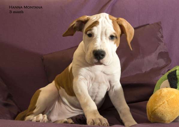 Щенки амстаффа в Санкт-Петербурге фото 6