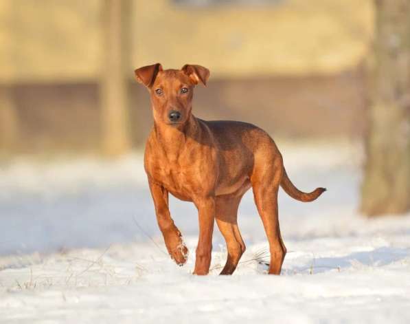 Щенки немецкого пинчера в фото 23