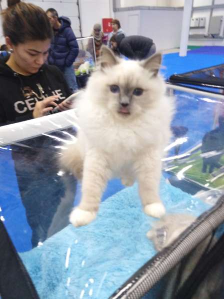 Регдолл в Липецке