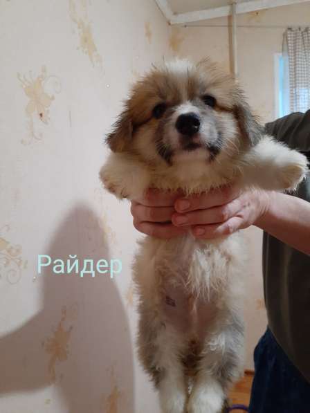 Щенки вельш корги пемброк в Пушкино фото 7