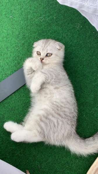 Британские котята в фото 11