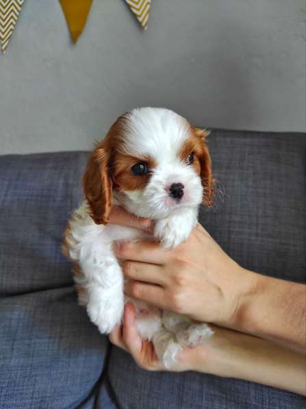 CAVALIER KING CHARLES SPANIEL в Волгодонске фото 3