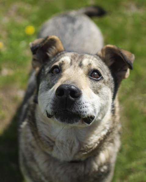 Милый оптимист Джек ищет дом в Москве фото 10