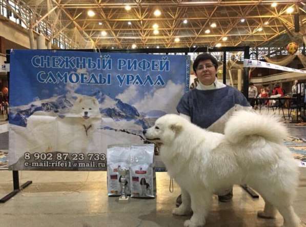 Шикарный дорогой эксклюзивный подарок щенок самоеда в Екатеринбурге фото 4
