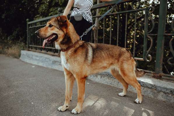 Очаровательная собачка компактного размера в Санкт-Петербурге фото 16