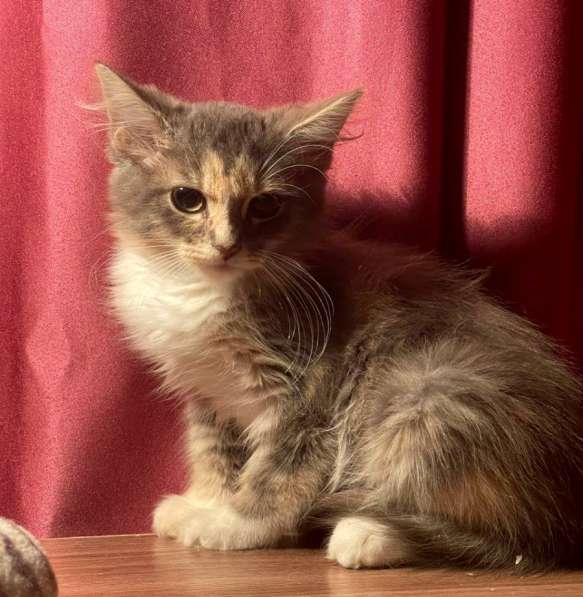 Котенок в добрые руки. Пушистая Чебурашка в Москве фото 7