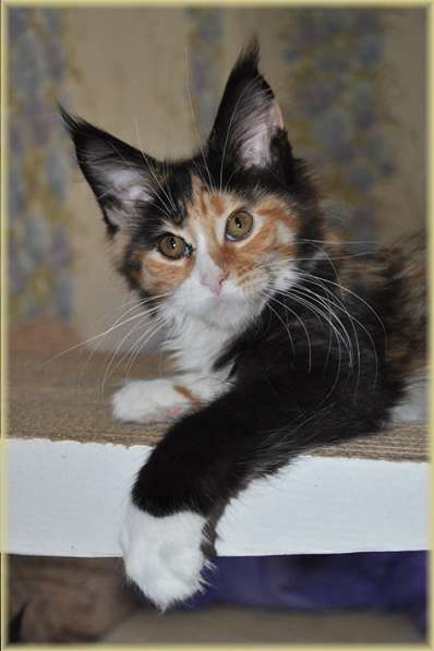 Котята Мейн-кун из питомника с документами