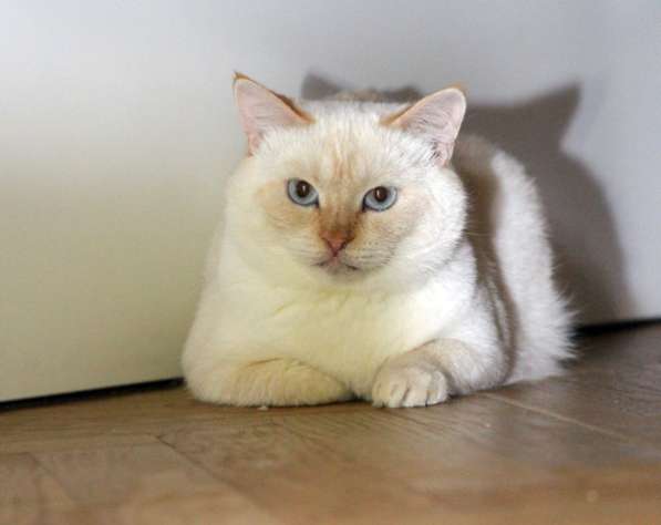 Коша – голубоглазая тайская кошка ищет семью!