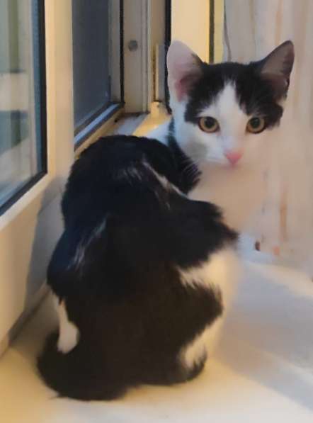 Милый котёнок Зося в добрые руки