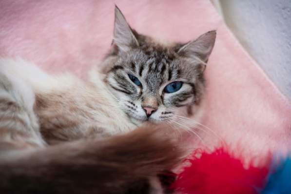 Молодая кошечка Барселона в добрые руки