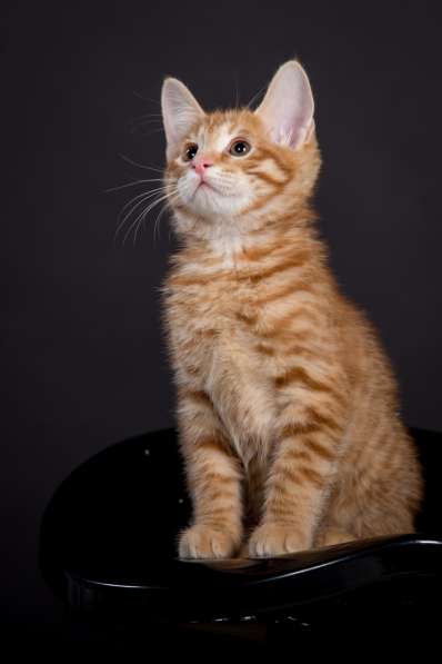 Курбобы- котята от Чемпиона Мира в Уфе фото 19