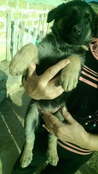 Продаются щенков ВЕО в Евпатории фото 23