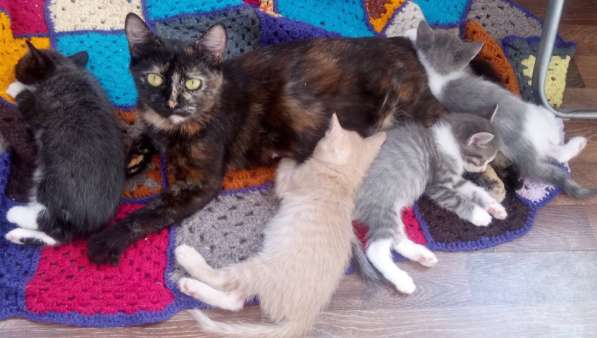 Кошечка в дар в Сочи фото 5