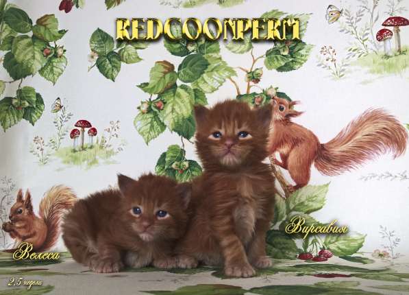Котёнок мейн кун - уникального красного окраса. Шоу класс в Красноярске фото 8