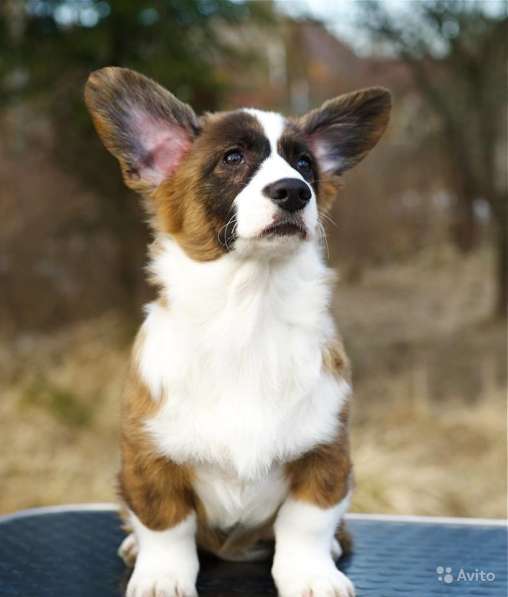 Вельш корги кардиган щенки предлагаем в Москве фото 6