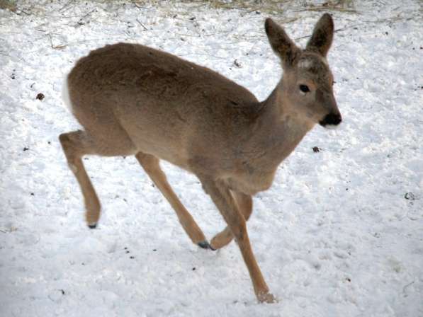 Продам мясо косули в Красноярске