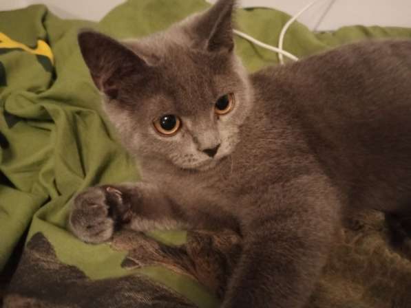 Британские котята в фото 4