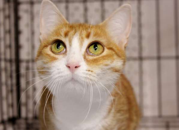 Ласковая Шелли ищет доброго друга в Москве фото 4