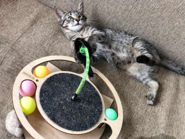 Мурлыка-котенок с дефектом глазика очень ищет дом в Санкт-Петербурге фото 34