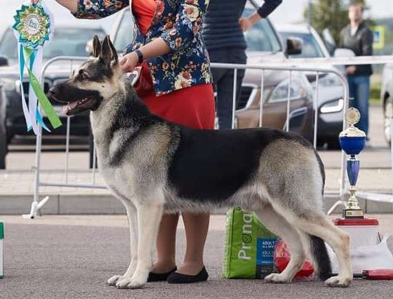 Щенки ВЕО с документами в Санкт-Петербурге фото 38