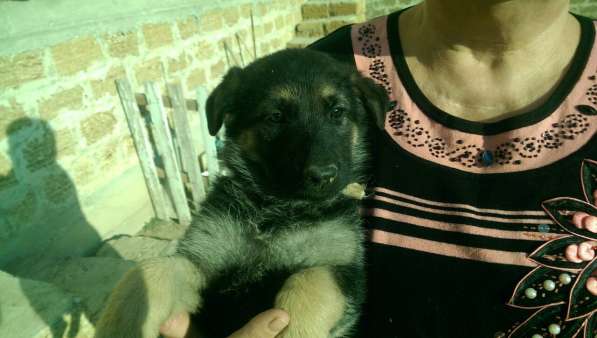 Продаются щенков ВЕО в Евпатории фото 21