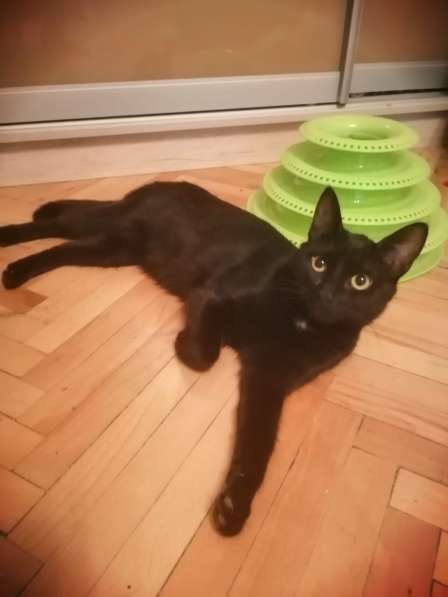 Красивая грациозная черная кошка