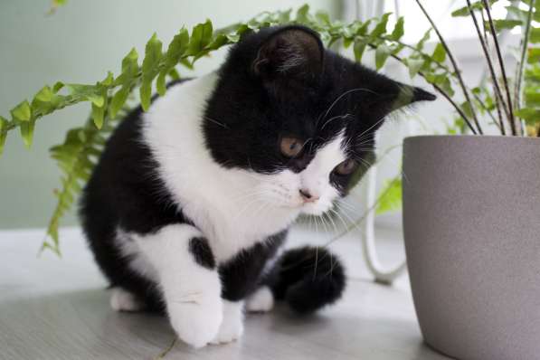 British kittens в фото 9