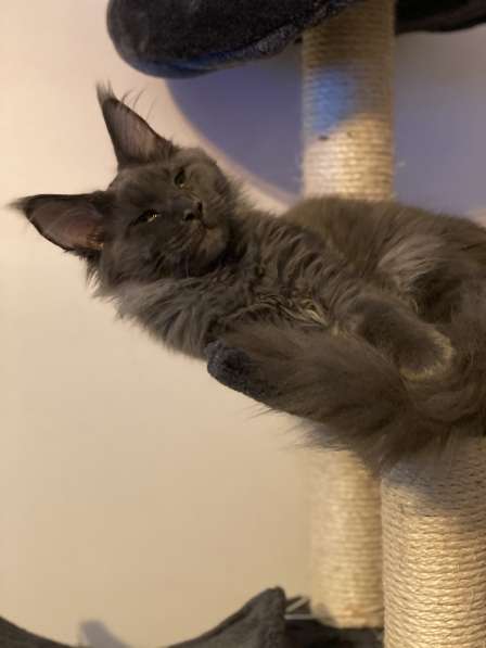 Maine Coon female в фото 4