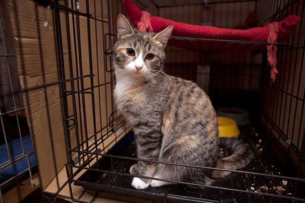 Милая Тесси мечтает стать домашней в Москве