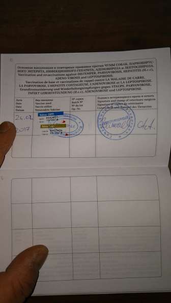 Мини Йорик в Красногорске