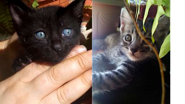 Котята Севастополь: Чудные Тигрята в Добрые Руки в Севастополе фото 5