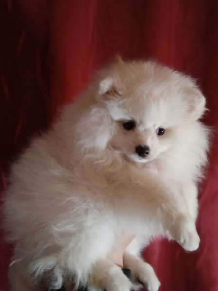 Продается белоснежный щенок померанский шпиц в фото 4