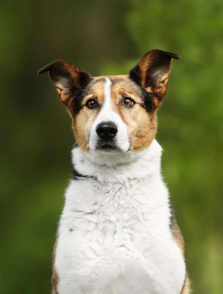 Метис бигля Тохи в дар в Москве