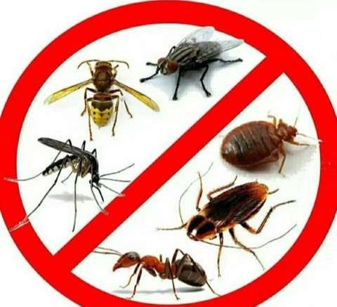 Уничтожение тараканов, клопов, устранение неприятных запахов