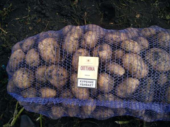 Картофель от 5 тонн в Кирово-Чепецке фото 6