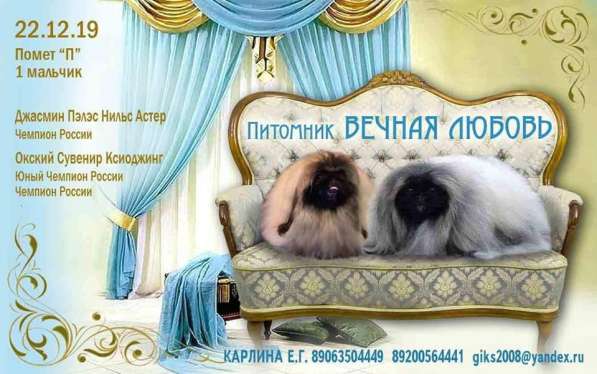 Пекинеса щеночек мальчик в Нижнем Новгороде