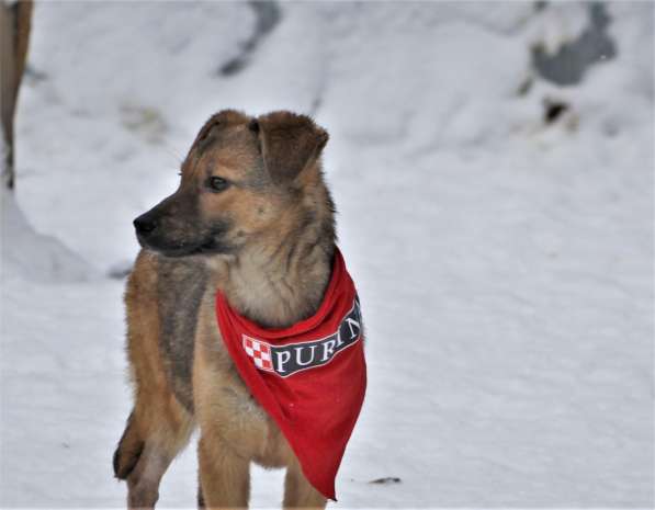 Лисичка-невеличка Сильвия ищет семью! в Москве фото 9