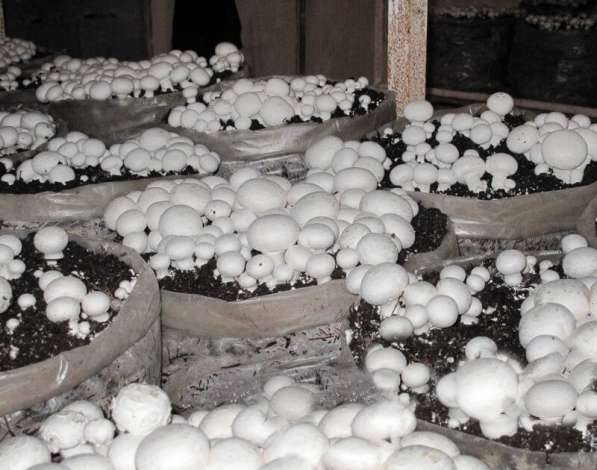 Домашние грибы шампиньоны – семена!