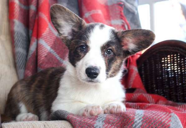 Продается щенок вельш корги кардиган в Тольятти фото 10