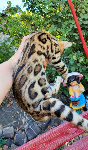 Бенгальские котята, шикарная кошечка, документы WCF, питомн в фото 17