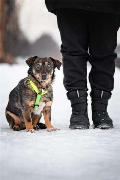 Маленькая собака Тося в добрые руки в Москве фото 7